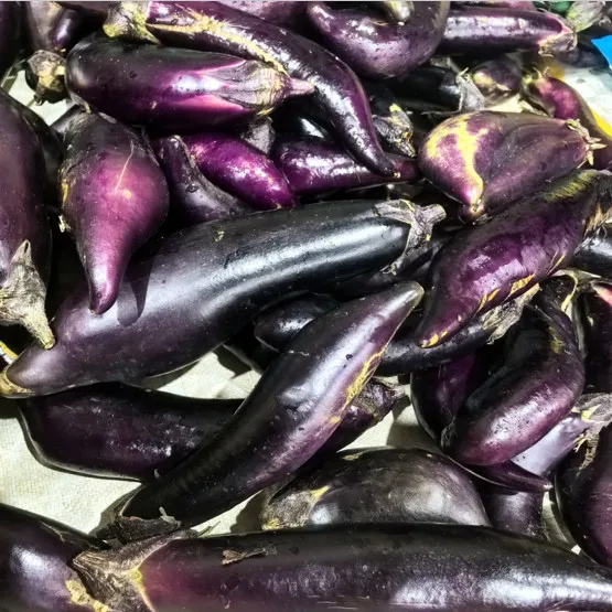 优选老式茄子紫裤紫库新鲜农家蔬菜自种现摘现发可生吃烧烤茄糯茄 带箱9-9.01斤