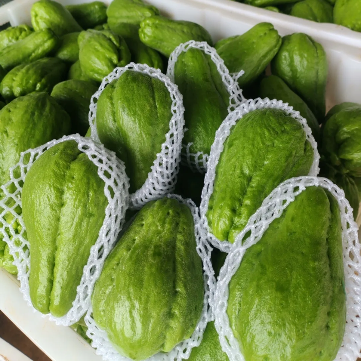 云南佛手瓜新鲜蔬菜便宜特产正宗薄皮 净重9斤