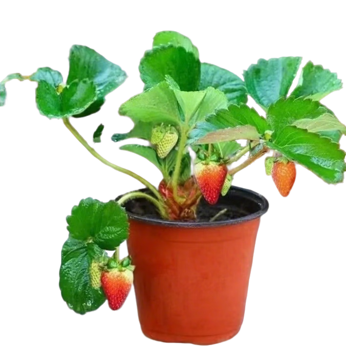 【亏本冲量】四季盆栽草莓苗室外地栽阳台草莓盆栽带盆带土发货 红颜草莓1棵【带育苗盆发货】