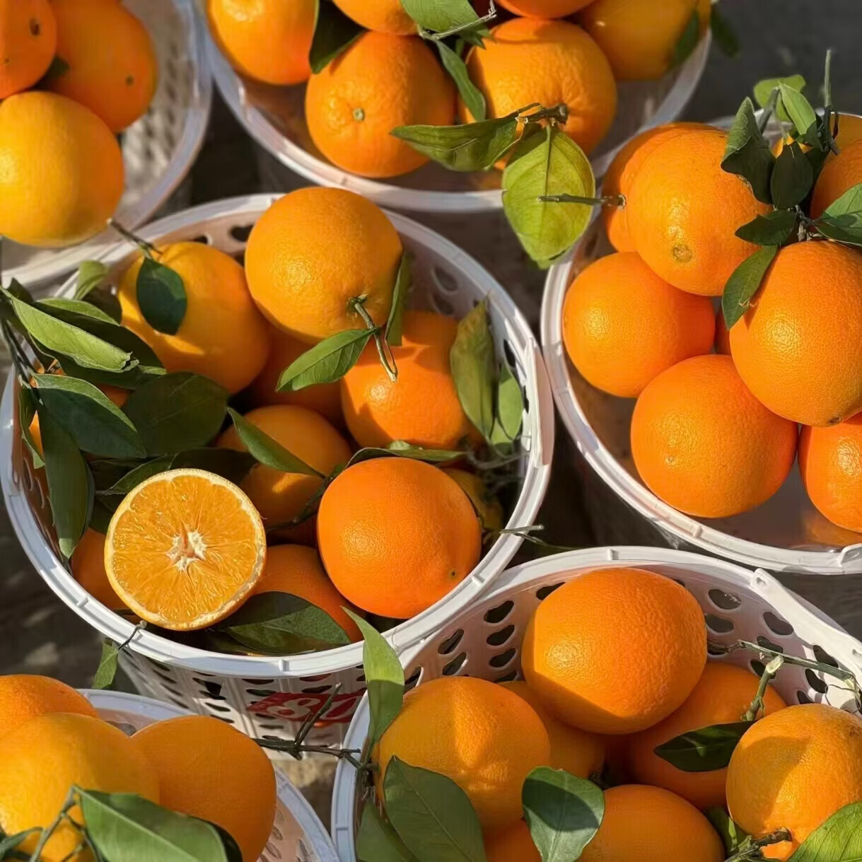 鑫橙源江西正宗赣南脐橙子赣州大果当季甜橙现摘新鲜赣州脐橙产地直发 85-95mm净重9斤