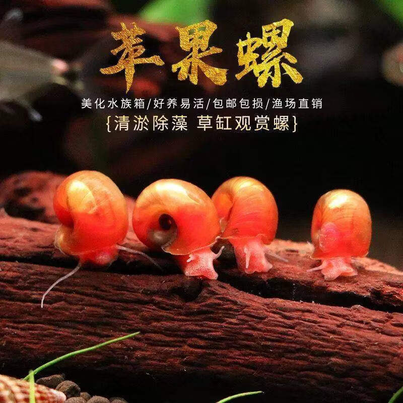 宠以沫苹果螺除藻观赏鱼缸清残食洁净化水质狗头龟饲料吃粪工具螺淡水 0.5-0.8cm 小号苹果螺 10只