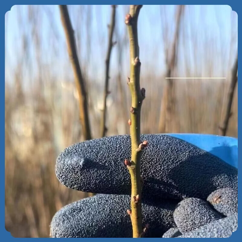清洁JTT 水培干枝梅花40-50cm(20枝) 红色遇水开花(干枝)
