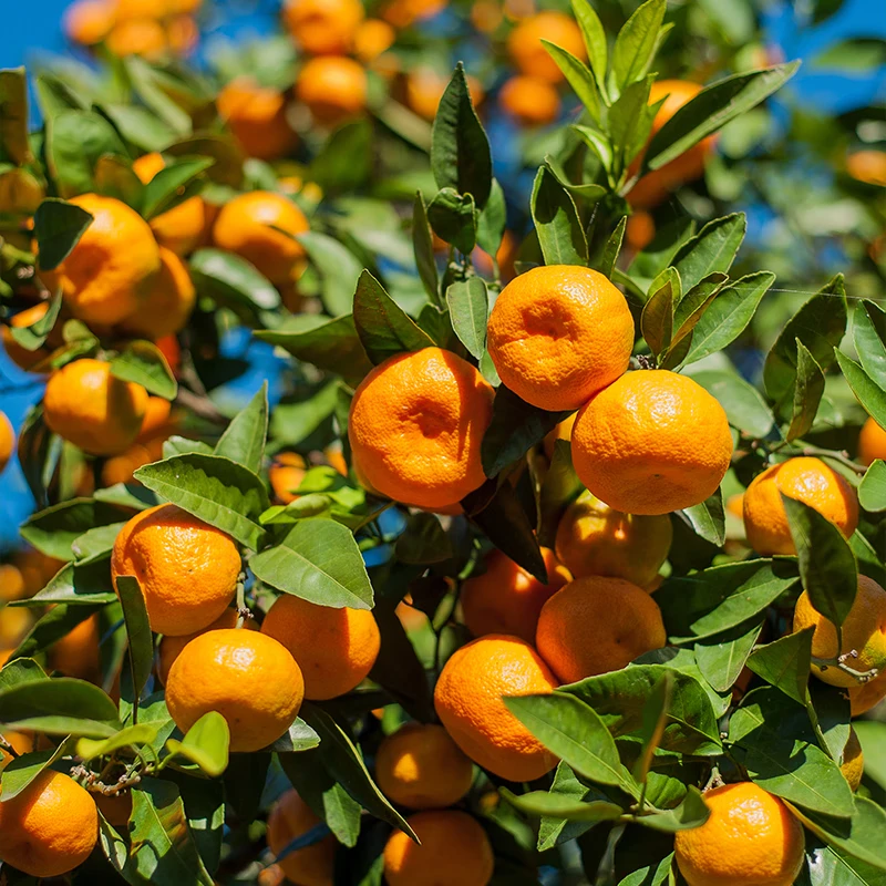 中果农茂广西砂糖橘当季新鲜水果现摘金秋沙糖桔柑橘蜜桔橘子孕妇桔子整箱 精选装-净重8斤【30-40mm+】