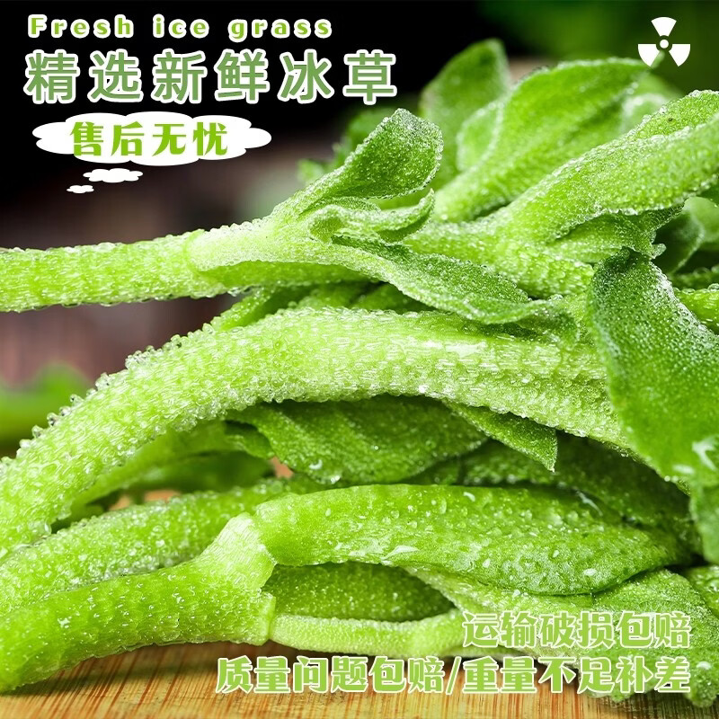 绿熊庄园新鲜冰菜冰草沙拉菜火锅即食生吃生菜凉拌菜新鲜蔬菜现摘冰叶整箱 净重2斤