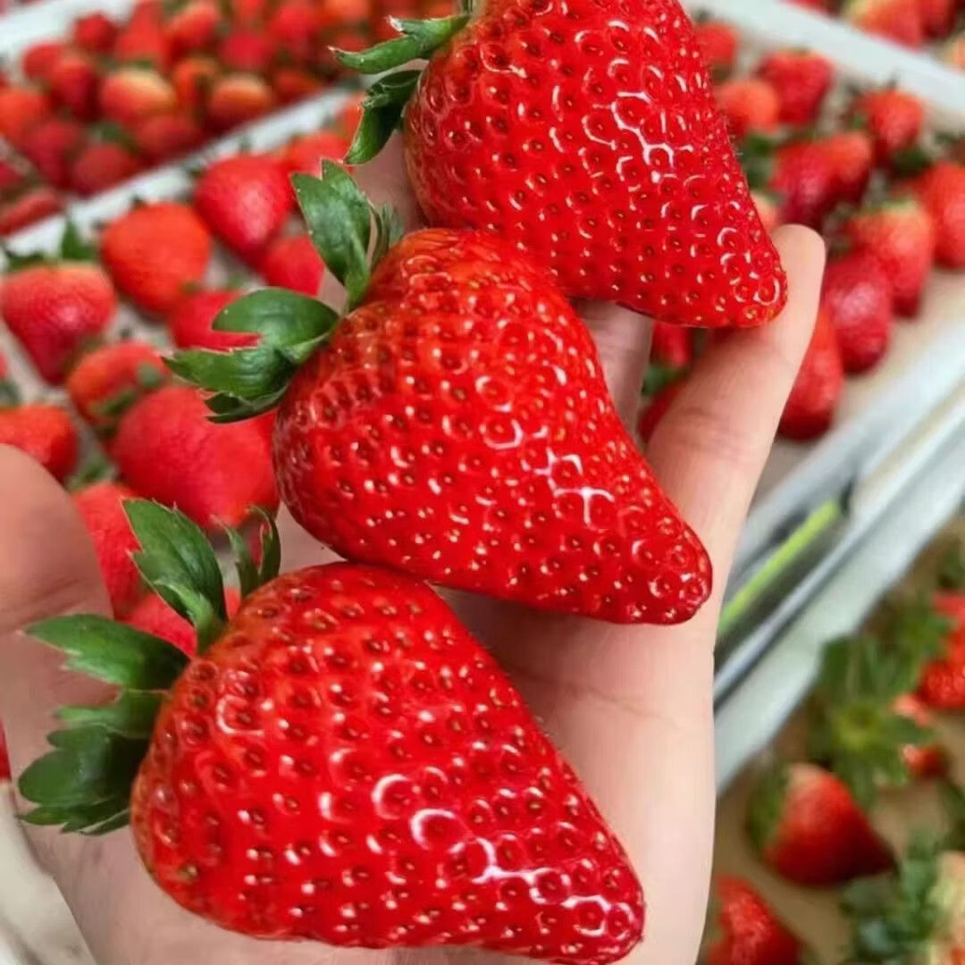 OLOEY����ɽ����99��ݮ������ժ����ˮ�� ��2�ݺϷ� ��װ����� ���ʲ�ݮ ����1.5�� /����25-40�� 33.83Ԫ