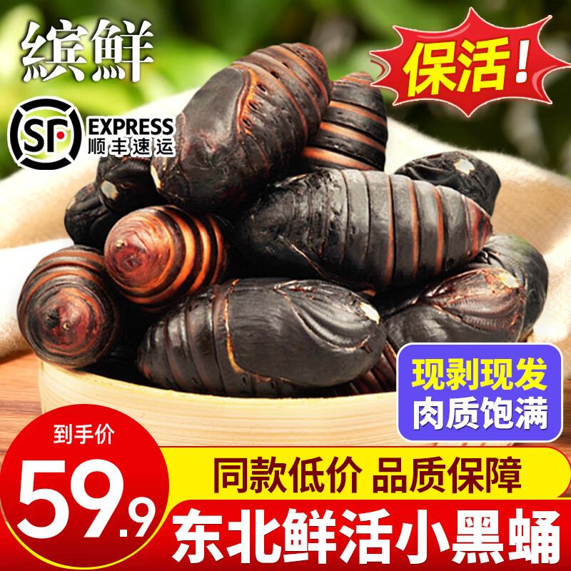 缤鲜东北鲜活柞蚕蛹大个蚕蛹新鲜活蝉蛹黄蚕蛹大茧蛹高蛋白香蝉蛹500g 小黑蛹3-4厘米（500克约65个）净重