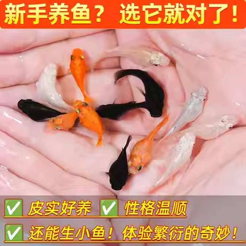 百纶木千玛丽鱼观赏鱼不打氧耐活小鱼淡水鱼胎生鱼超能生的热带鱼招财鱼 【大肚皮球】3-4cm8只（公母随机）【有快生的】