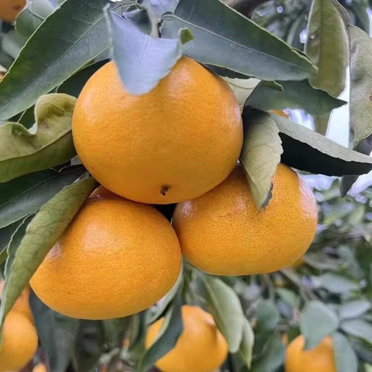 绿熊庄园阳光一号甜心桔柚纯甜无籽可带皮吃新鲜现摘孕妇小孩水果整箱送礼 【京东】中大果170-200g 净重5斤