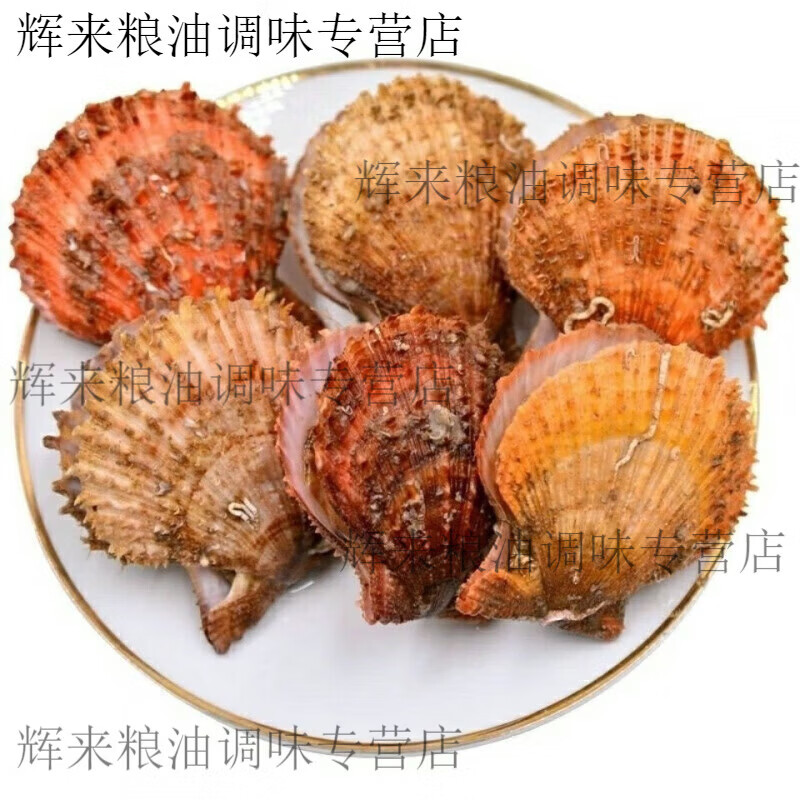 扇贝鲜活海鲜水产批发港湾贝鲜活贝类3斤6斤一箱大 码头直发四斤(特惠款)