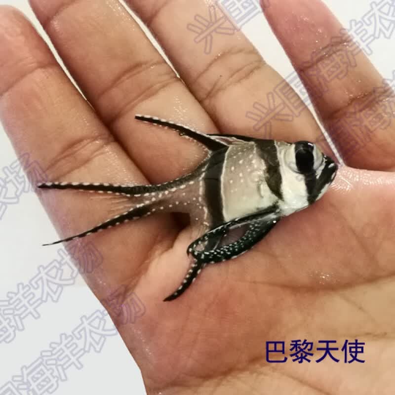 巴黎天使 泗水玫瑰 活体海水鱼 海缸观赏宠物鱼 快递包活 巴黎天使3-4