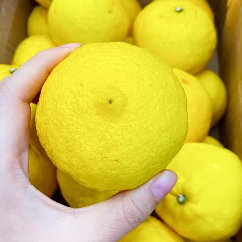 品鲜将黄金贡柚湖北怀化柑橘柚子春香柚黄金柑时令新鲜水果年货礼盒 贡柚礼盒 9斤 果径70mm