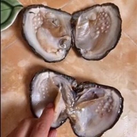 胖东来同款河蚌活体自开珍珠诸暨淡水珍珠活蚌 DIY开蚌取珠体验套 青多珠蚌两个