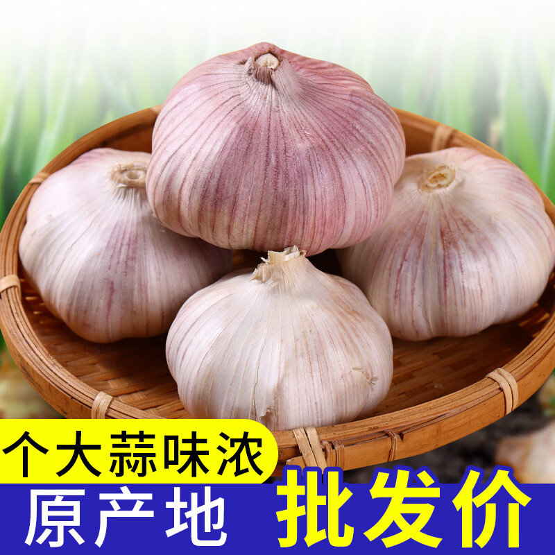 牛爱田 云南新鲜大蒜头新蒜白皮紫皮大蒜鲜蒜 带箱5斤净重4.5斤单果3-5CM 源产地发货