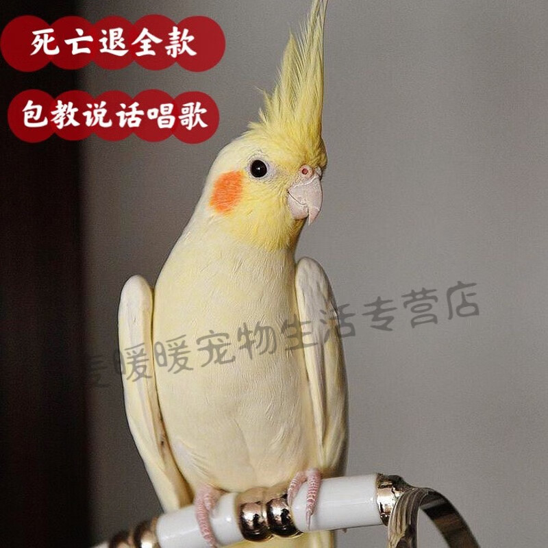纯手养玄凤鹦鹉活鸟大型会说话的鹦鹉手养鸟幼鸟一对黄化的 手养断奶黄化二月 快速上手  一只公+新手+一对一驯养