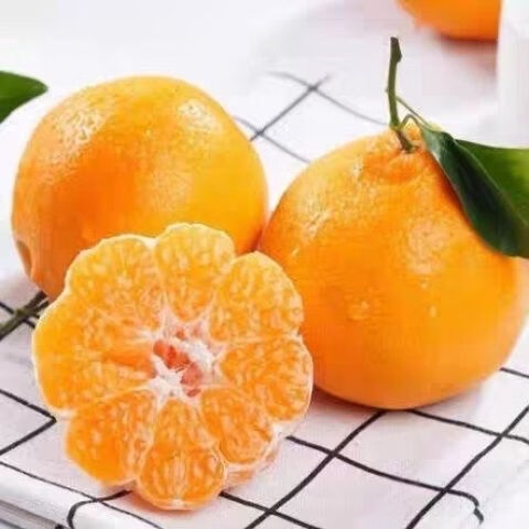 正宗四川春见耙耙柑4.5/8斤精品特大果一整箱时令新鲜水果 净重8斤中果90+mm（10-15个）