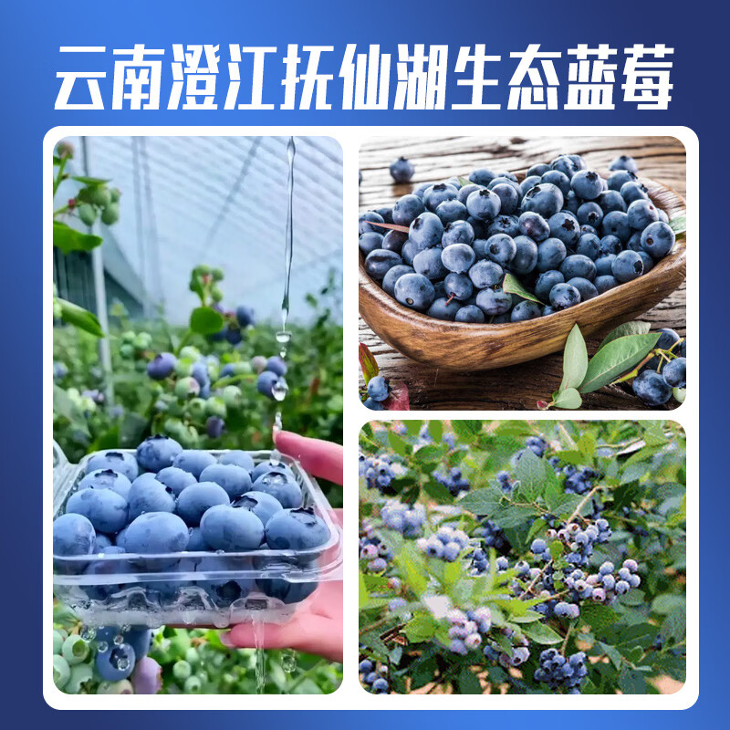 云南澄江抚仙湖花香蓝莓L25蓝莓脆甜天花板 超大果源头空运次日达 L25花香蓝莓125g*4盒装净重1斤+顺丰空运 中果15mm+