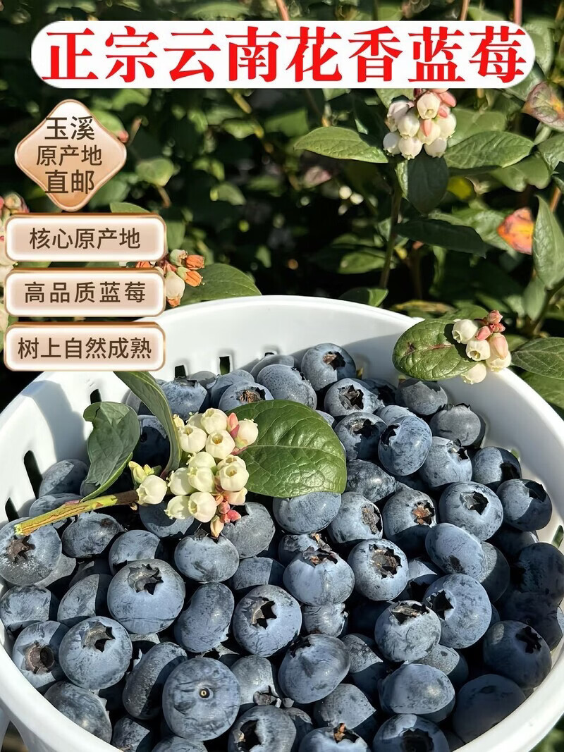 当季云南花香蓝莓鲜果小懒杯l25脆纯甜特大果新鲜水果孕妇礼盒装 800g 【礼盒装】8杯/每杯100克 22mm+特大果【口感脆甜 顺丰空运】
