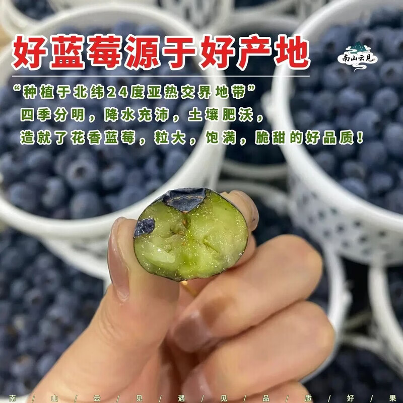 当季云南花香蓝莓鲜果小懒杯l25脆纯甜特大果新鲜水果孕妇礼盒装 800g 【礼盒装】8杯/每杯100克 22mm+特大果【口感脆甜 顺丰空运】