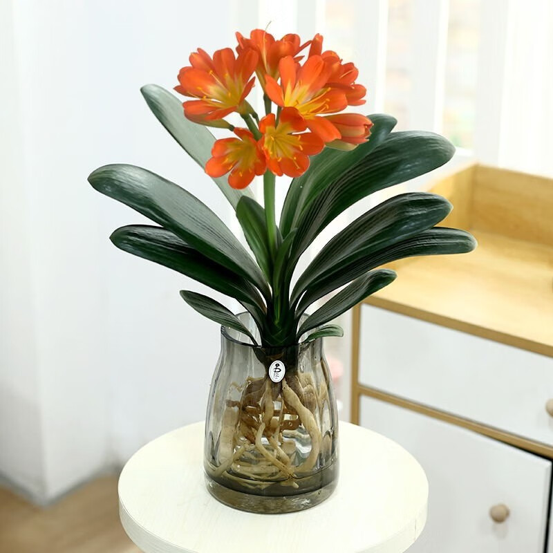 君吻君子兰盆栽水培植物室内办公室客厅桌面绿植花卉 10-12片君子兰配