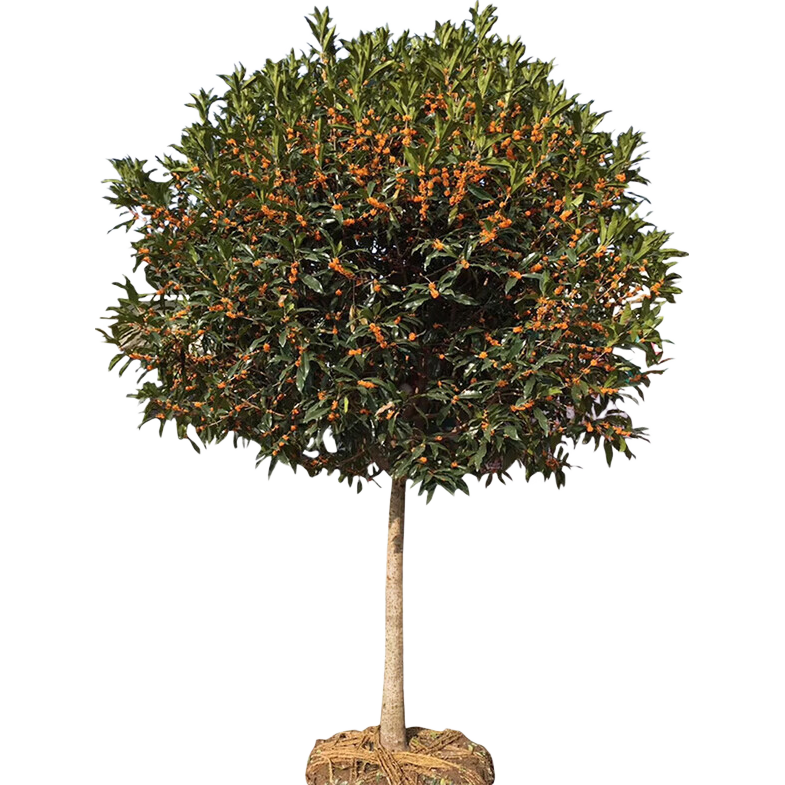 ������������Խ�𵤹��ļ�����¹������ļ�����ͥԺ�̻� ��� ֱ��1���״ִ�����