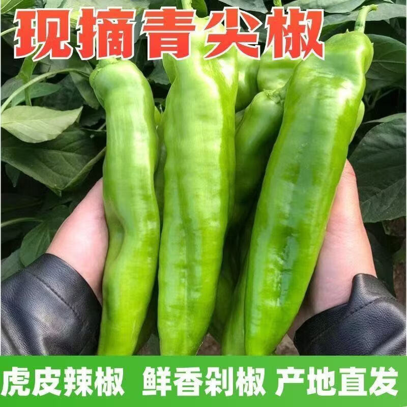 山东新鲜青尖椒虎皮椒现摘现发微辣辣椒蔬菜 整箱2斤现摘现发