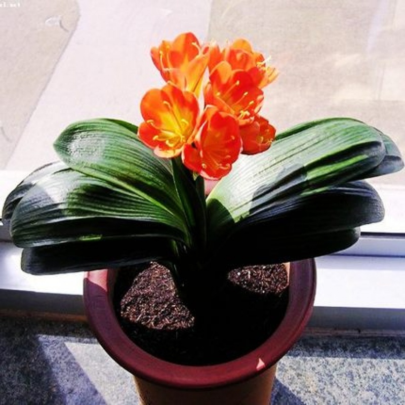 精品鸳鸯君子兰盆栽带花苞四季好养的花卉室内和尚头小苗当年开花 5-6