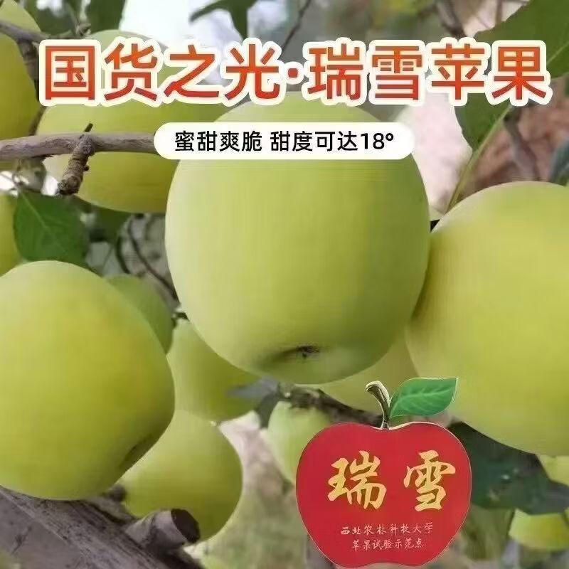 【顺丰发货】云南瑞雪苹果3斤小果(礼盒装) 纯甜无酸 松脆爽口 3斤小果礼盒装