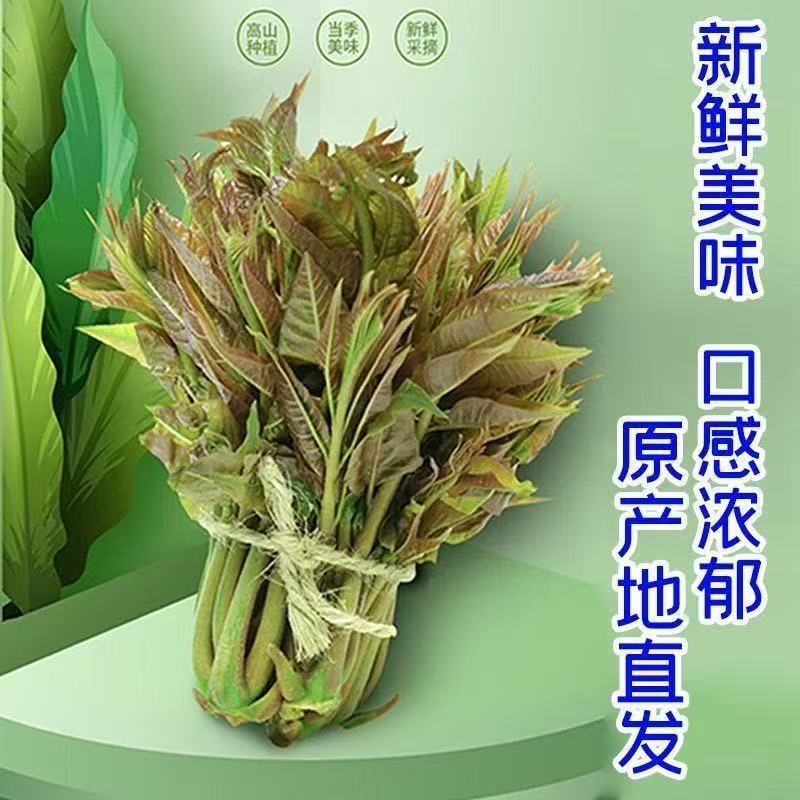 秦品堂香椿芽当季新鲜时令菜头茬秦岭香椿芽【顺丰冷链】叶绿色香椿嫩芽 【顺丰】半斤香椿