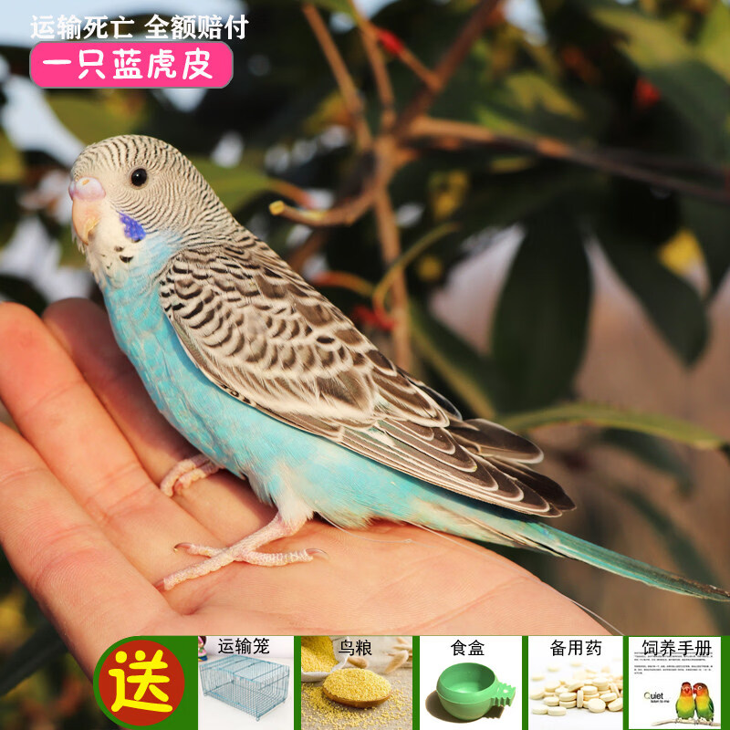 宠以沫鹦鹉活鸟活物家养宠物小鸟云斑鹦鹉中小型会说话手养虎皮鹦鹉包活 一只蓝虎皮（公母可选）