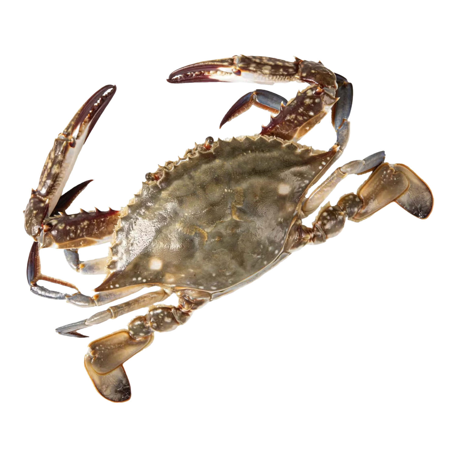 ���ڲ�������������з���ش���ɽ�ʻ��䶳����з ��з���ʿ����� Ұ�����з �ش���з7-9��������7.9�Լ8-14ֻ 243.9Ԫ