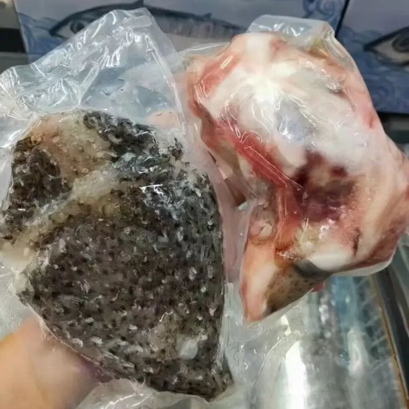 【顺丰包邮】正宗海南野生刺鲍鱼刺龟海南刺豚鱼皮海南高档海鲜 每条 2.5-3.01斤【发三条】海南千年渔港直发【野生】