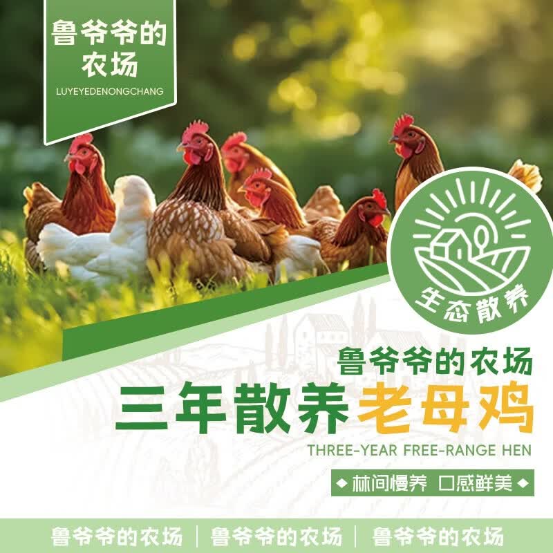 鲁爷爷的农场清真老母鸡新鲜现杀山林散养正宗老母鸡煲汤土鸡三年以上 3年老母鸡 净重2.9-3.1斤/1只 送料包