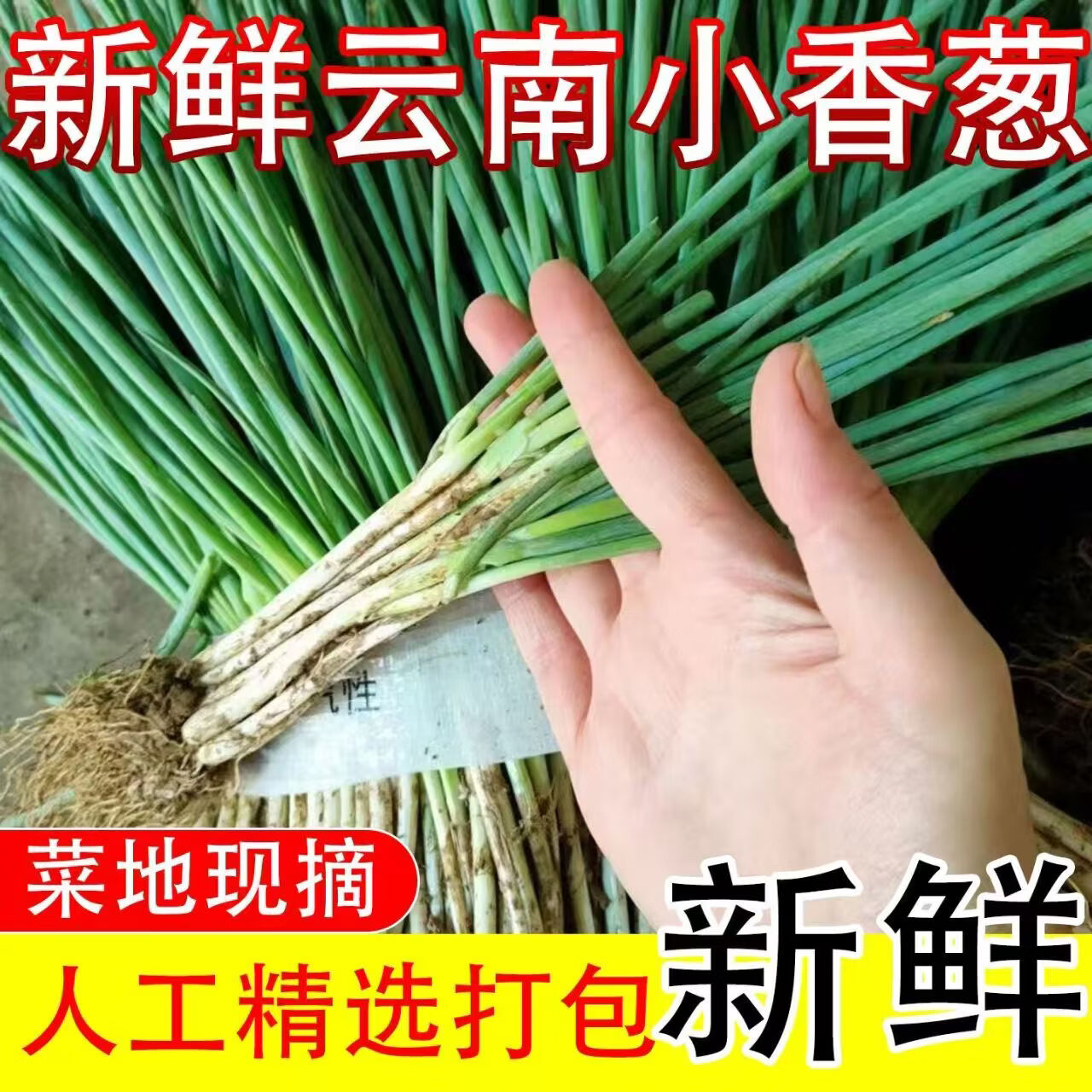 盛觅 小香葱新鲜去皮精品小葱细葱蘸酱自身农家香葱整箱 香葱带箱5斤净重4.5斤 自有农场