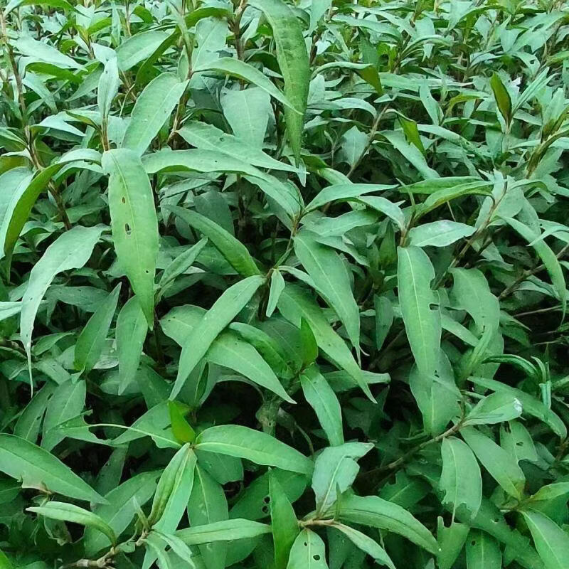 鱼生草种子香柳菜香蓼辣蓼香料叻沙叶鱼生料鱼廖凯里酸汤配料佐料 鱼