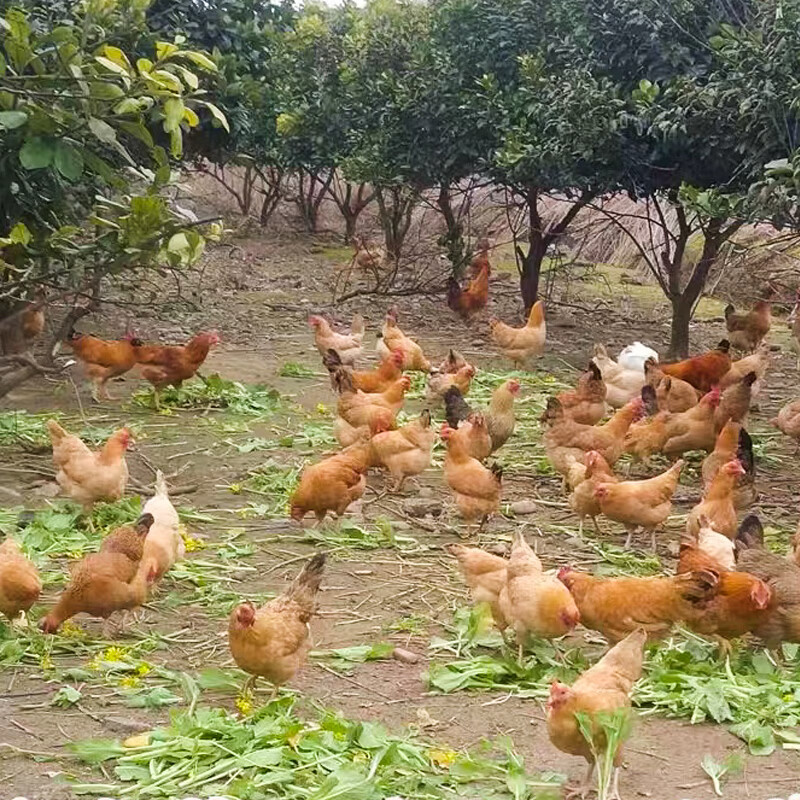 虞大爷散养老母鸡净重鸡肉整鸡土鸡月子鸡汤生鲜 600天老母鸡2.8斤*2只