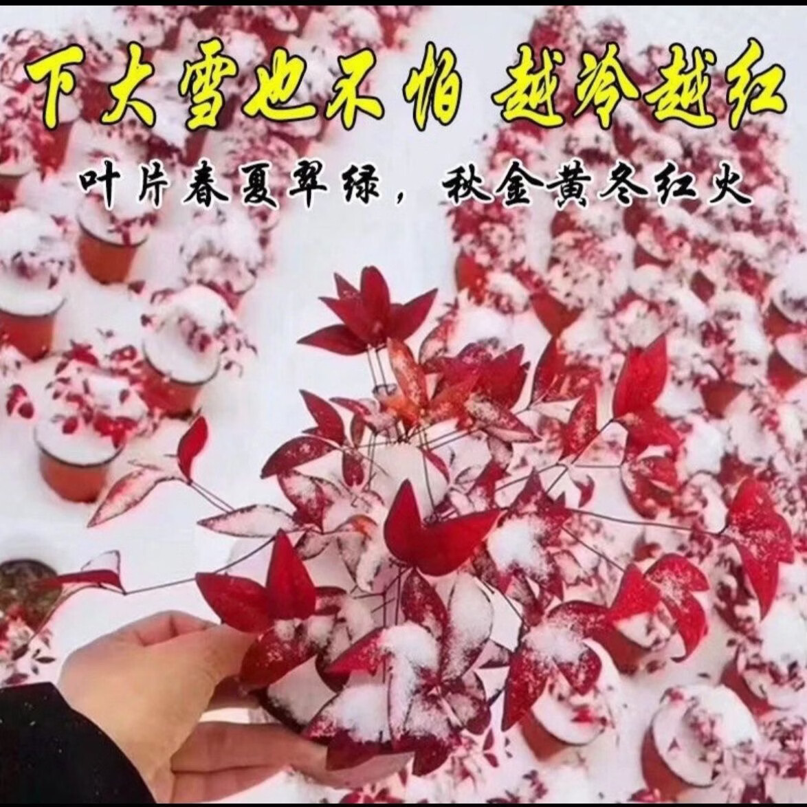 清洁YANG 火焰南天竹一盆+加仑盆 耐寒火焰南天竹盆栽