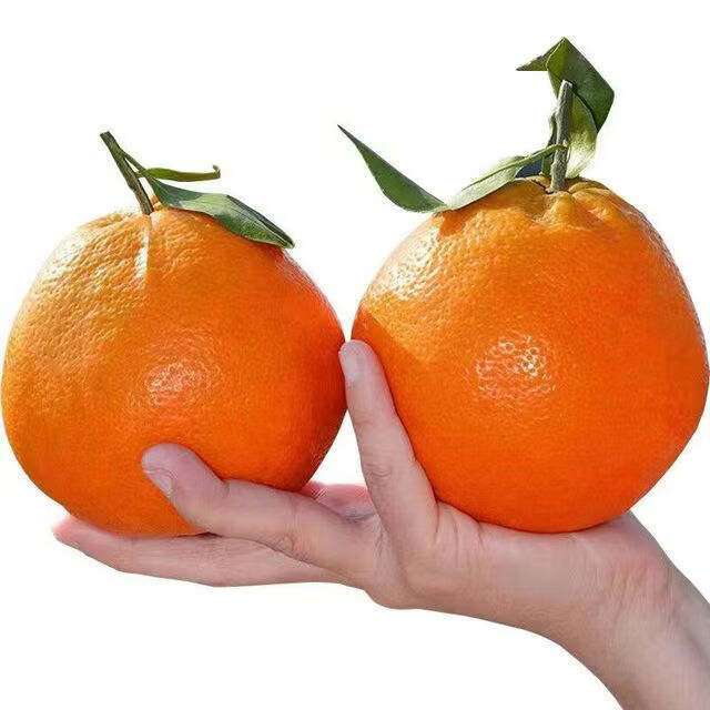 ������Ĵ��ѽ��ҰҸ�����ˮ�� ��2�ݺϷ�һ�� ��װ����� ��Ʒ ����4-4.25�� �����ҰҸ� 17.6Ԫ