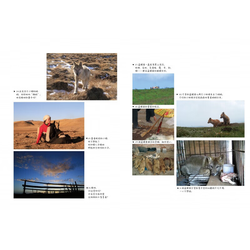 【官方正版-京仓直配】全套2册 重返狼群 李微漪重返狼群 重返狼群李微漪正版 让我陪你重返狼群+千里寻你重返狼群 李微漪中国儿童文学小说 小学生课外阅读书籍狼图腾姜戎同名电影原著小说图书籍 让我陪你重