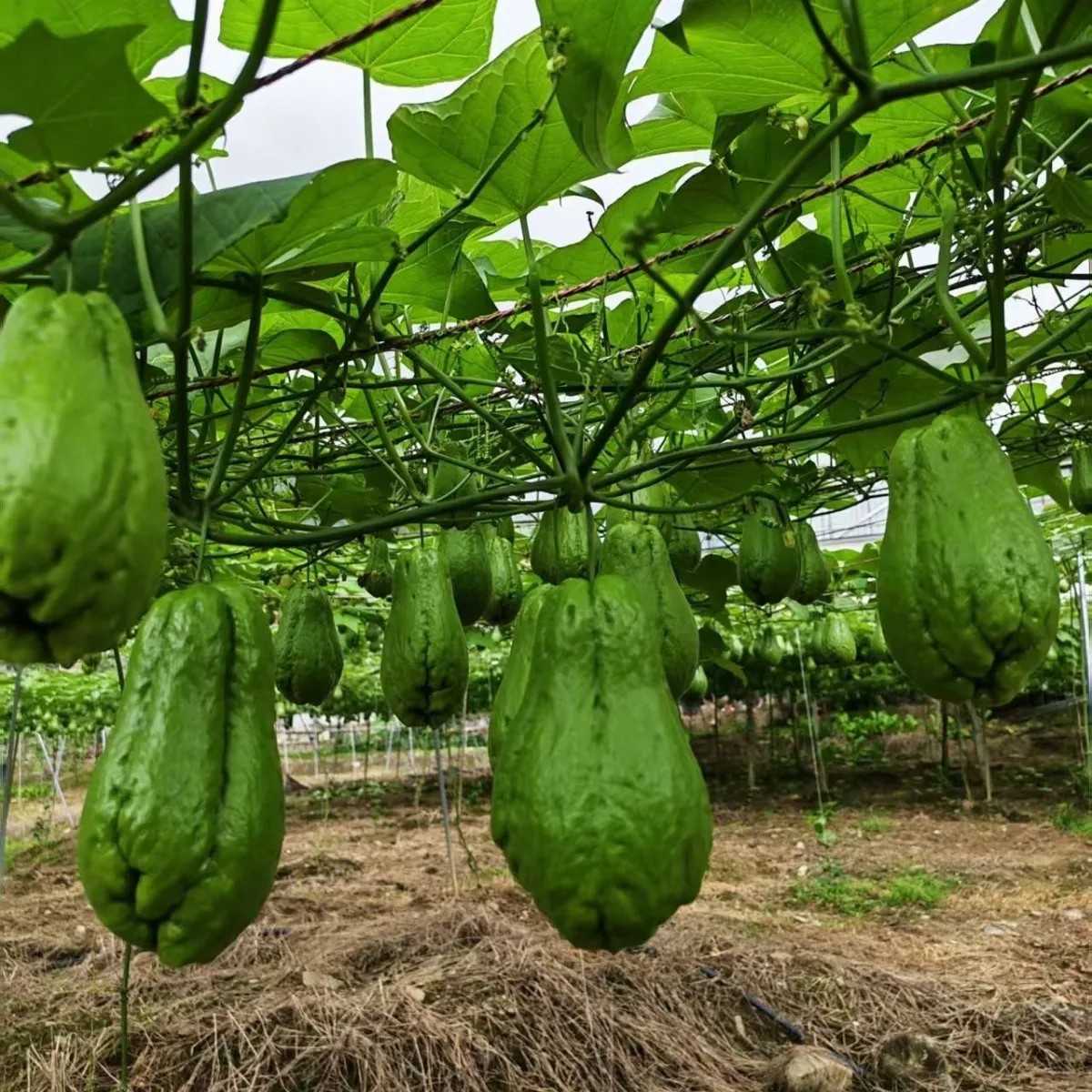 云南佛手瓜新鲜蔬菜便宜特产正宗薄皮 净重9斤