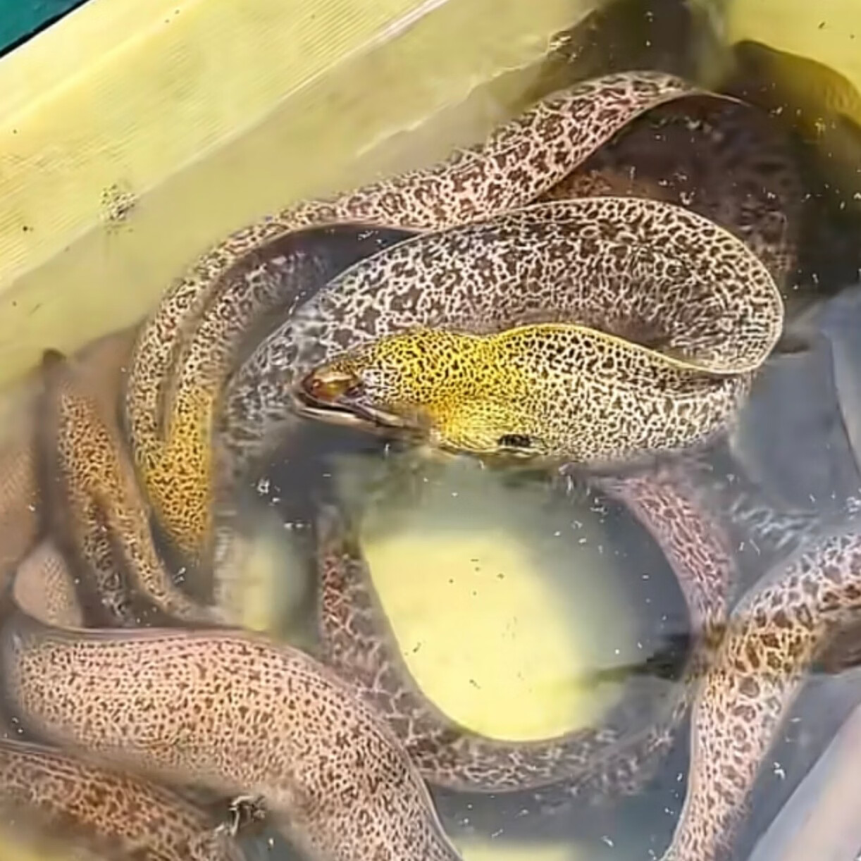 【顺丰冷链包邮】正宗海南直发野生大海鳗鱼新鲜活冻深海冷冻鱼类 每条 2.5 斤-3.03斤 /发 3 条【顺丰包邮】海南千年渔