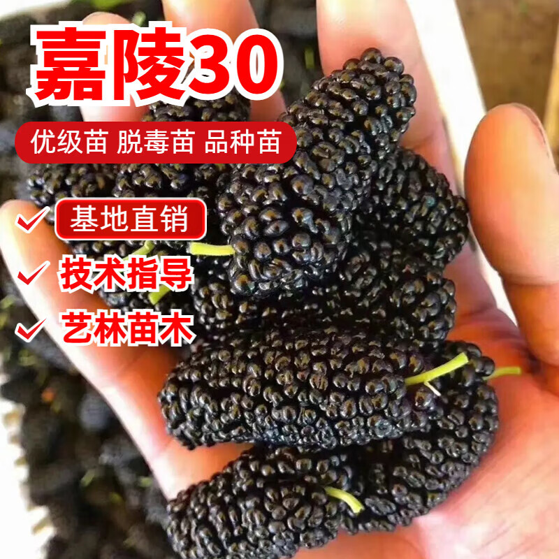 食用甜桑葚树苗嘉陵30桑树果桑苗盆栽阳台地栽南北方种植当年结果 2年