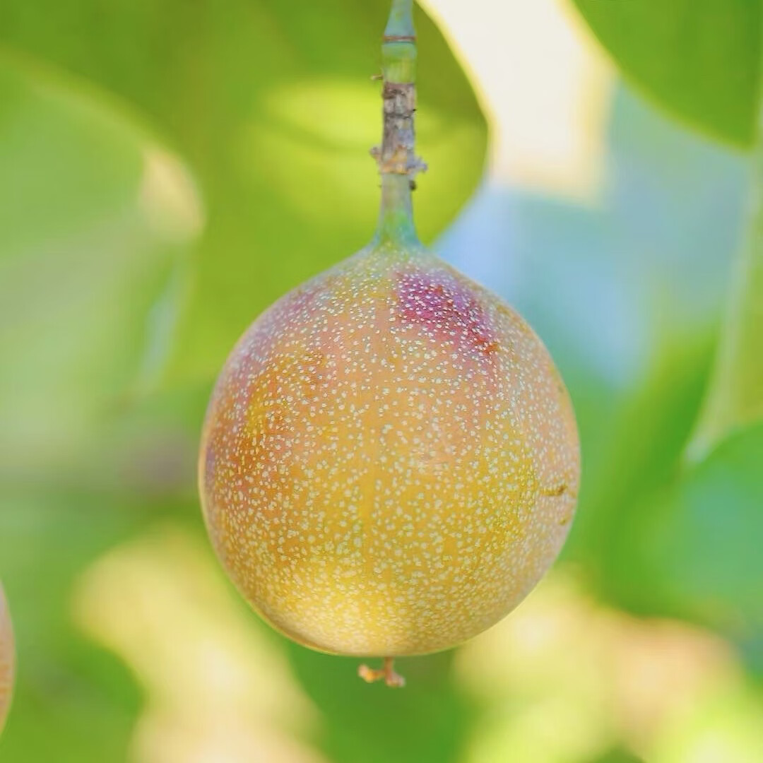 云南西双版纳热情果产地直发纯甜无酸新鲜采摘香味浓郁果肉饱满 80-120g 精品礼盒（12 枚精选大果）
