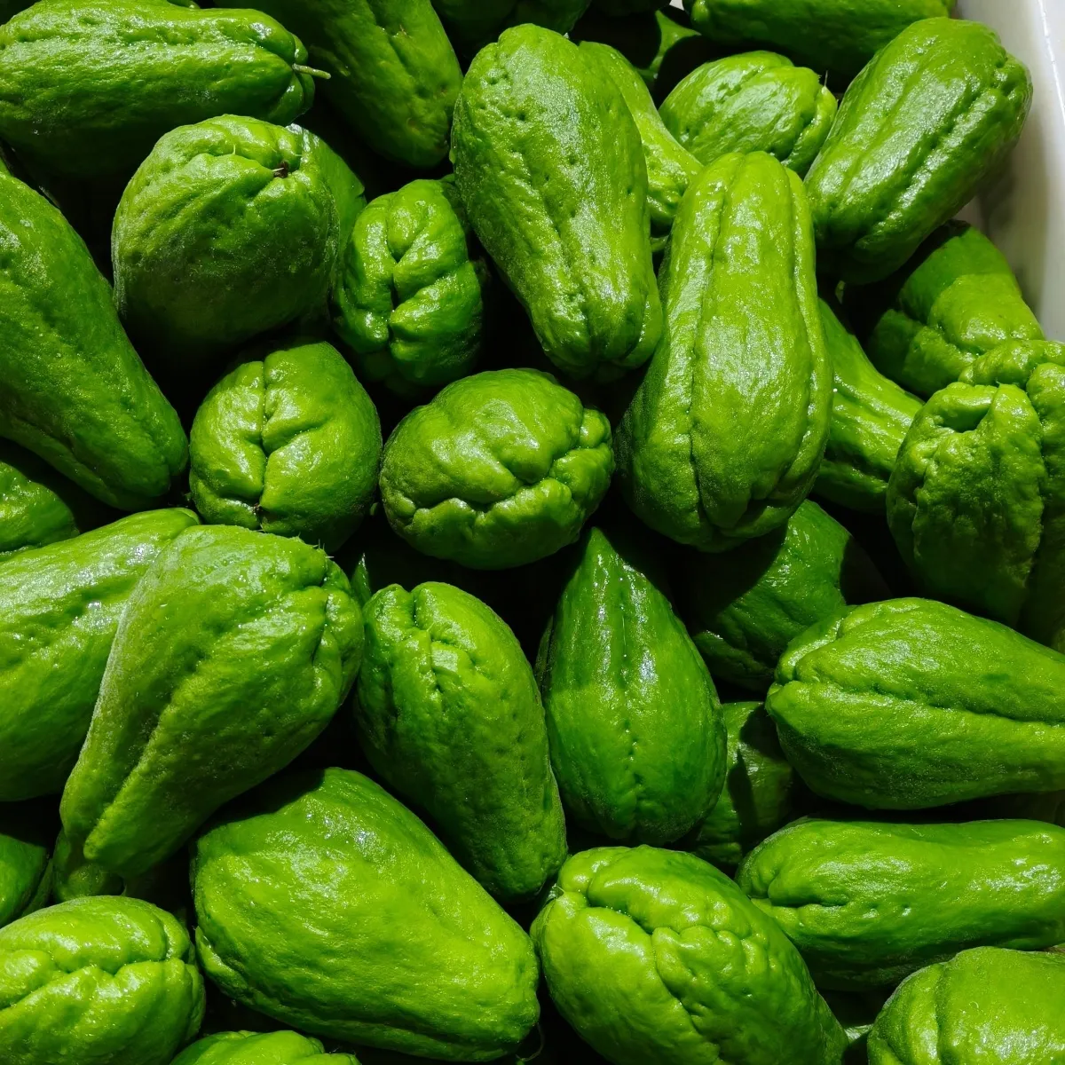 云南佛手瓜新鲜蔬菜便宜特产正宗薄皮 净重9斤