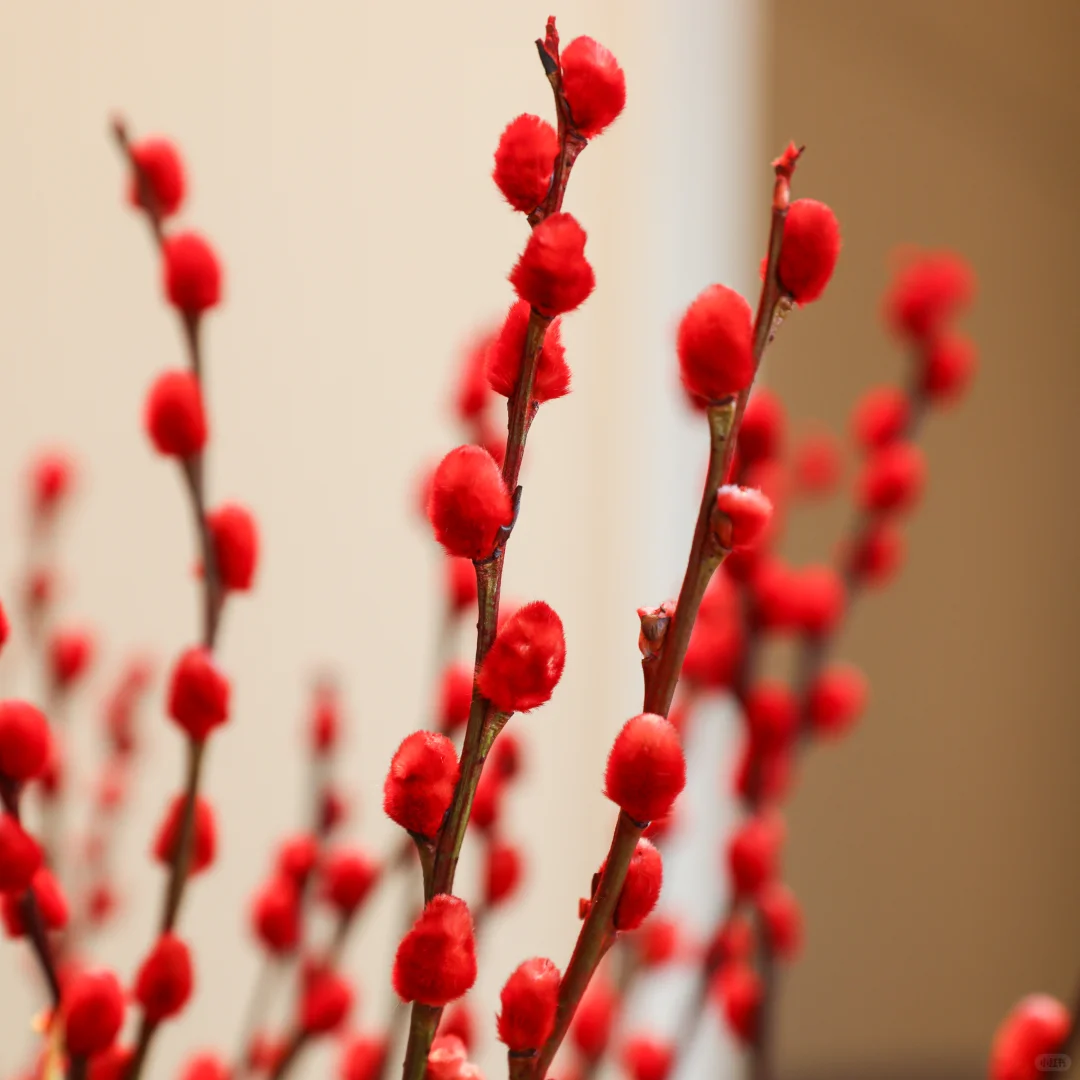 植导引力银柳真花鲜枝客厅摆件红色年宵花花卉干花干枝盆栽居家装饰喜庆 60cm银柳【30枝】含花瓶+挂饰