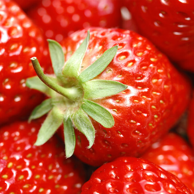 中果农茂丹东草莓【JD/顺丰-多地次日达】新鲜现摘草莓99红颜奶油大草莓 2斤装-【单果10-15g】净重1.8斤-京东快递