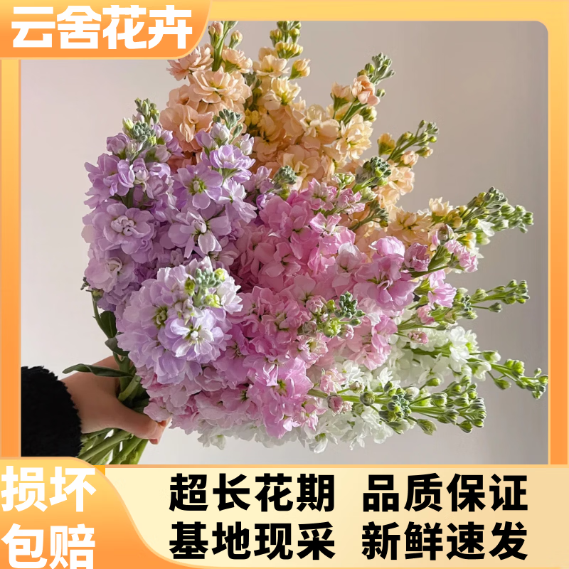 云舍花卉紫罗兰浅紫色白色鲜切花云南基地直发水养办公室家庭插花真花 【10枝浅紫色】白罗兰 【零下地区须拍保温棉不拍冻坏不接受售后】