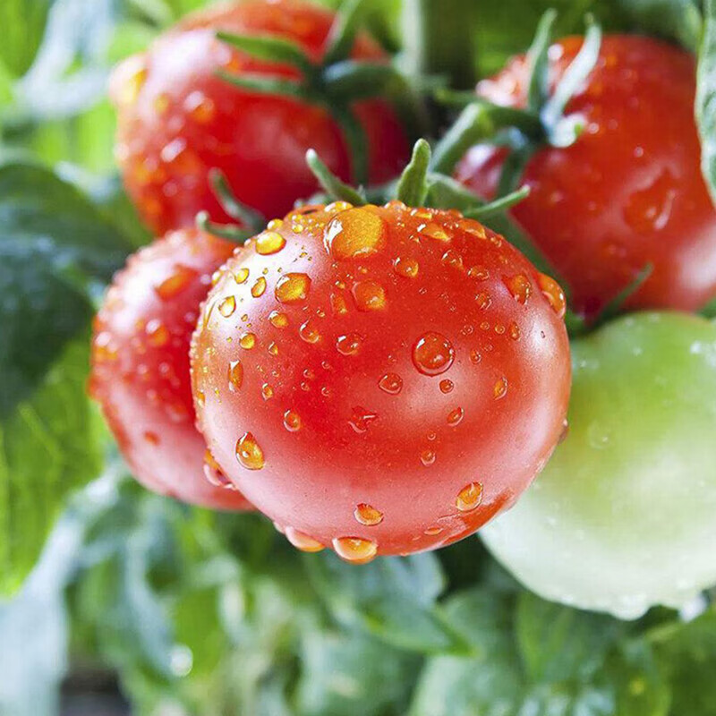 牛爱鲜 圣女果小番茄多汁水果新鲜采摘现发适合孕妇宝妈食用 圣女果 4.5斤 单果8g+ 新鲜蔬菜