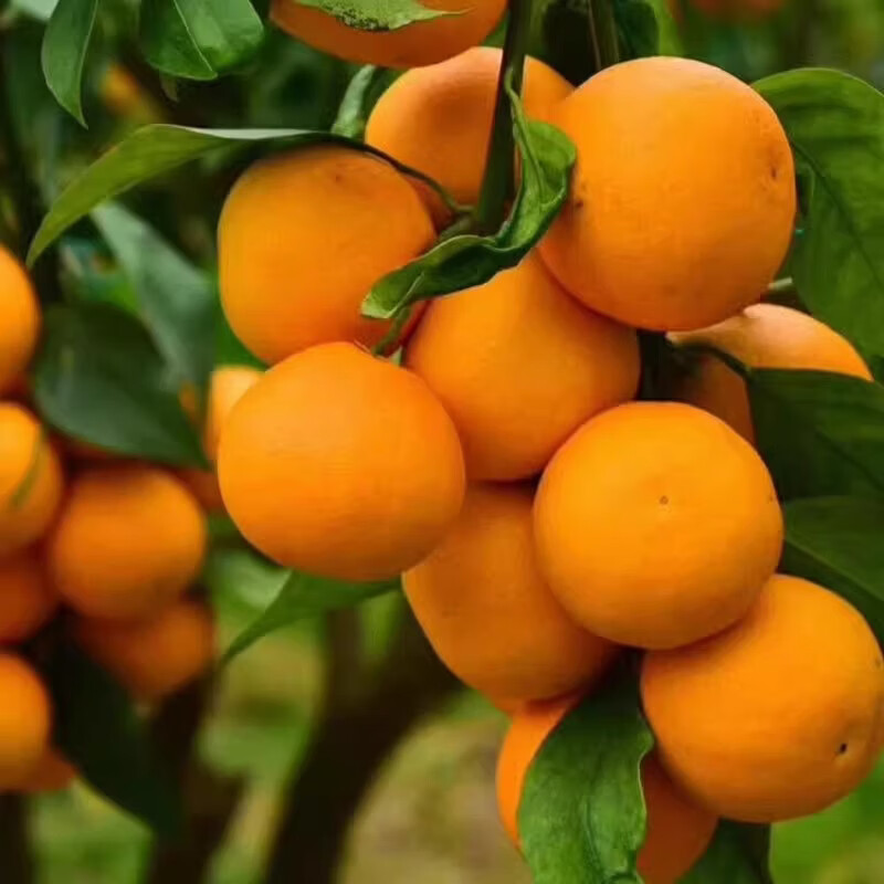 绿熊庄园【京东】红美人柑橘爱媛28号果冻橙爆甜柑橘新鲜孕妇薄皮水果礼盒 【超值囤货装】单果180g+ 净重8斤 净重5斤