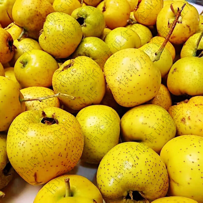 黄山楂鲜果甜口山楂黄金山楂金如意特大果看详情嫌小勿拍 1斤 精品特大果一斤约50-60颗