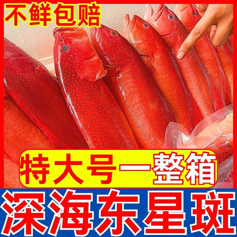【顺丰包邮】海南正宗全红东星斑鱼深海南海海钓鲜活冷冻深海冰鲜 每条 3.52 斤-4.01 斤【发三条】【精选东星斑-全红